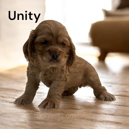 puppy, for, sale, Cocker Spaniel, Joe & Cherri  Overlease, dog, breeder, Miller, MO, dog-breeder, puppy-for-sale, forsale, nearby, find, puppyfind, locator, puppylocator, aca